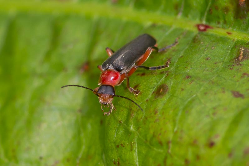 Cantharis nigricans.jpg